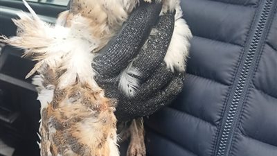 لرعايتها وإعادة إطلاقها لبيئتها الطبيعية.. البيئة تسلم الطيور المعرضة للمخاطر لحديقة الحيوان