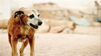 ضبط المتهم بالتعدي بالضرب على كلب بأحد الشوارع في الإسماعيلية