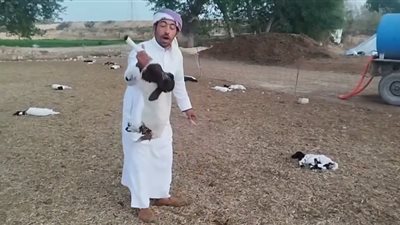 فيديو متداول يثير الجدل حول نفوق أغنام في مطروح بسبب خطأ من أحد الأطباء البيطريين