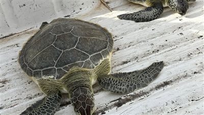 إنقاذ سلحفتين بحريتين مهددتين بالانقراض في السويس
