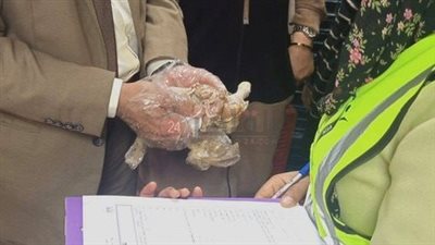 ضبط 61 كيلو دواجن ولحوم فاسدة داخل مطعمين في الأقصر