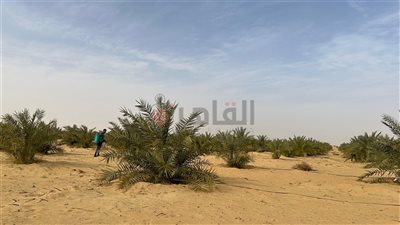 وقف النخيل بالوادي الجديد.. عائد زراعي يتحول إلى صدقات جارية وخدمات إنسانية