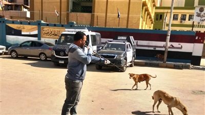 حملات تطعيم للكلاب الضالة لحماية المواطنين والحفاظ على سلامتهم بأسوان