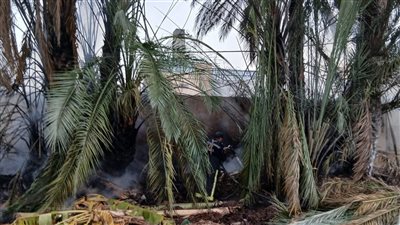 دون إصابات.. السيطرة على حريق نخلة داخل قرية الأيتام بالعامرية في الإسكندرية