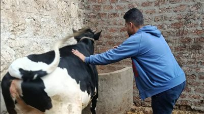 تحصين 30 ألف رأس ماشية ضد الحمى القلاعية في أسيوط