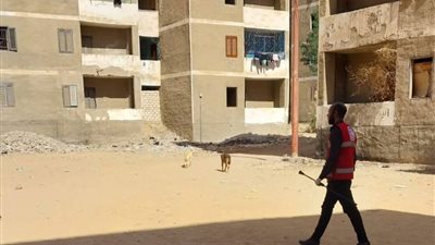 للحد من انتشار الأمراض المشتركة.. بيطري قنا: تحصين 128 كلبًا ضالًا