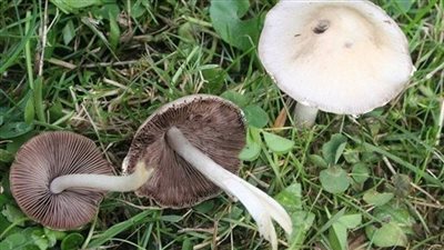 بعد وفاة 4 حالات في أمريكا.. ما هو فطر قبعة الموت وأعراض التسمم به؟