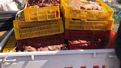 ضبط 100 مخالفة وحجز 530 كيلو دواجن فاسدة قبل طرحها بالأسواق بالفيوم| صور