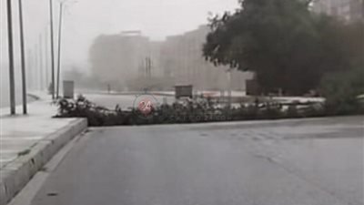 سقوط شجرة بسبب الرياح أمام مجاورة 54 بالعاشر من رمضان