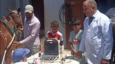 محافظ كفر الشيخ: تشخيص وعلاج 3845 رأس ماشية ضمن خطة تنمية الثروة الحيوانية 