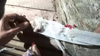 تنفيذًا لتوجيهات محافظ أسوان.. إزالة ورفع 243 حالة إشغال وتعدٍ بشارع بورسعيد بكوم أمبو 