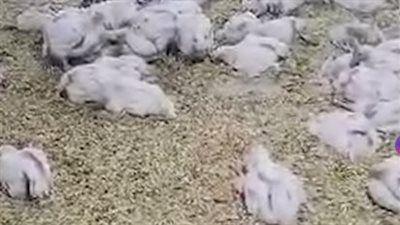 نفوق عدد كبير من الدواجن في بعض المزارع بعد إصابتها بفيروس نتيجة التقلبات الجوية| فيديو 