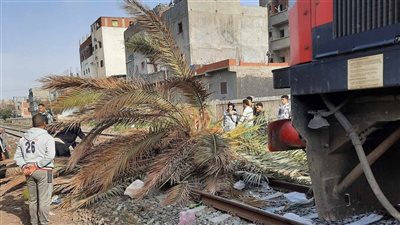 بعد سقوط نخلة.. توقف مفاجئ لقطار بالإسكندرية قبل محطة سيدي جابر دون إصابات | صور