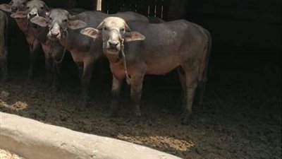 صرف تعويض لجزار بعد إعدام رأس ماشية غير صالحة للاستخدام الآدمي في قنا