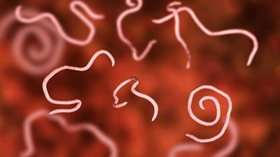 أسباب وأعراض وطرق الوقاية من الديدان الشريطية