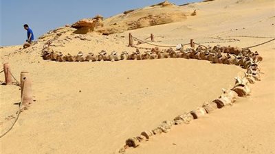 محمية وادي الريان منبع الأسرار.. اكتشاف عظام بجعة عمرها 37 مليون سنة