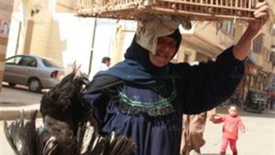 القبض على محامٍ مفصول سرق “جوز بط بلدي” من سوق في دمنهور (تفاصيل)