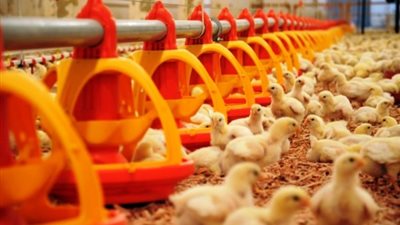 طالع أسعار الفراخ البيضاء اليوم في مصر الجمعة 6 ديسمبر 2020 في بورصة الدواجن