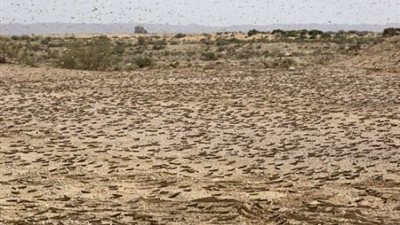 السلطات السعودية تواصل أعمال المسح والاستكشاف لمكافحة الجراد الصحراوي فى مكة