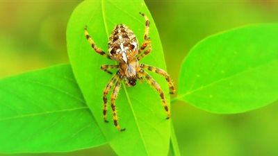 أنياب العناكب تحمل بكتيريا ضارة تتسبب في بتر الأطراف