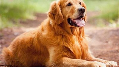 دراسة: الكلاب تكافح من أجل تعلم كلام البشر