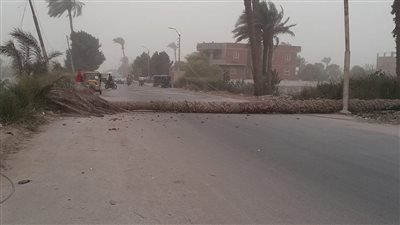 سقوط نخلة بسبب الطقس السيئ يعطل الحركة على الطريق الزراعي في ببا ببني سويف