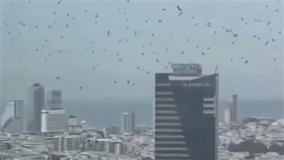 لماذا يتشاءم الإسرائيليون.. مشهد مرعب يثير الذعر في إسرائيل بعد ظهور أسراب الغربان السوداء