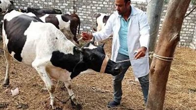 تحصين أكثر من 20 ألف رأس ماشية خلال الأسبوع الأول من الحملة القومية بالوادي الجديد