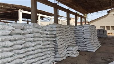 الزراعة: تجهيز أكثر من 15 ألف شيكارة تقاوي قطن لتوزيعها على المزارعين
