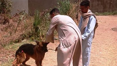 محافظ أسوان يتابع جهود مديرية الطب البيطري لتنفيذ مبادرة تطعيم وتحصين الكلاب ضد السعار