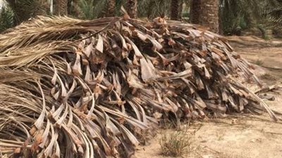 محافظ الوادي الجديد: إنشاء وحدة تدوير جديدة لمخلفات النخيل