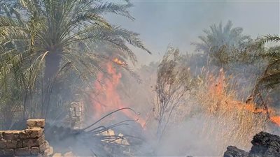 اندلاع حريق في مزارع نخيل بالوادي الجديد