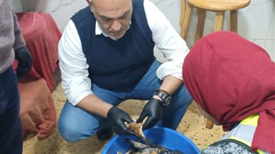 بيطري القليوبية: ضبط طن ونصف من الأسماك الفاسدة تزامنًا مع الاحتفال بـ شم النسيم ببنها