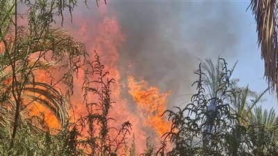 اندلاع حريق بمزارع نخيل وأشجار في الوادي الجديد