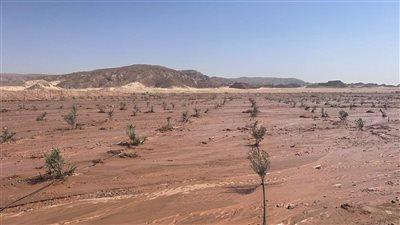 بعد موجة السيول.. وزير الزراعة يوجه بتقديم الدعم العاجل لمتضرري السيول بوادي سعال في سانت كاترين
