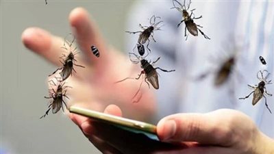 مركز المناخ يكشف أسباب انتشار الذباب في القاهرة والجيزة