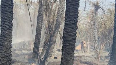 السيطرة على حريق بمزارع نخيل في الداخلة بالوادي الجديد دون خسائر بشرية