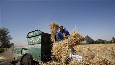 توريد 26 ألف طن قمح بالوادي الجديد وحصاد 55 ألف فدان 