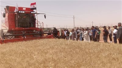 الوادي الجديد تطلق مبادرة الحصاد الذهبي لمحصول القمح