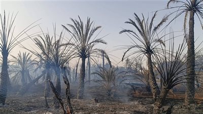 محافظ الوادي الجديد توجه باتخاذ إجراءات رادعة حيال مخالفات الحرق العشوائي للمخلفات الزراعية