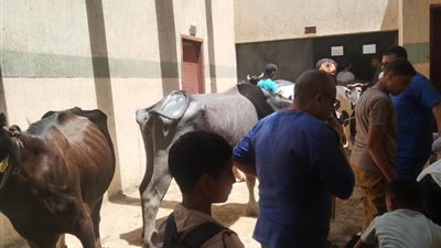 استجابة سريعة لاحتياجات القرى.. قافلة بيطرية تعالج 500 رأس ماشية في طما بسوهاج