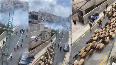 أهالي قرية المغير يستردون أغنامهم بالقوة بعد هجوم مستوطنين إسرائيليين.. ما القصة؟