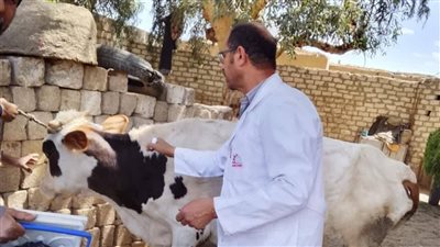 بيطري المنيا: تحصين 186 ألفًا و251 رأس ماشية ضمن الحملة الاستثنائية ضد الحمى القلاعية
