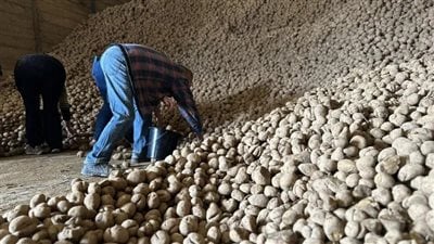 مزارع بلجيكي يوزع 120 طنًا من البطاطس مجانًا وسط أزمة زراعية حادة في أوروبا