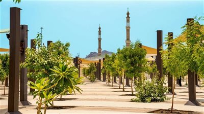 3 أضعاف العام الماضي.. السعودية: زراعة 60 ألف شجرة بالمشاعر المقدسة استعدادا للحج
