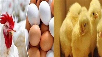 أسعار الفراخ البيضاء اليوم الخميس 7 مايو وآخر مستجدات البيض والكتاكيت