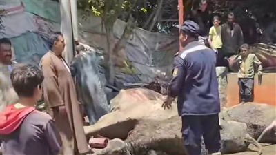 نفوق 22 رأس ماشية إثر حريق بحظيرة مواشٍ في المنوفية