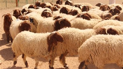 ما الشروط التي تمنع الأضحية؟.. أمين الفتوى يجيب