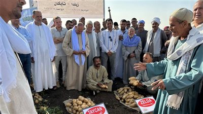 لرفع الإنتاجية.. الزراعة تعلن نجاح الأصناف الجديدة للبطاطس