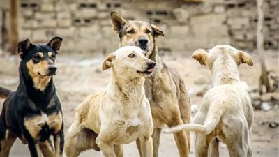 عضو هيئة كبار العلماء: يجوز الامتناع عن إطعام كلاب الشوارع المسعورة.. لكن هناك إثم حال عدم إطعام القطط